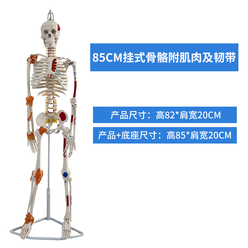 85cm wall-mounted skeleton with ligaments and muscles colored-0