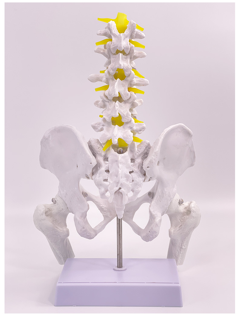 Natural large male pelvic girdle with five lumbar vertebrae and femurs-0