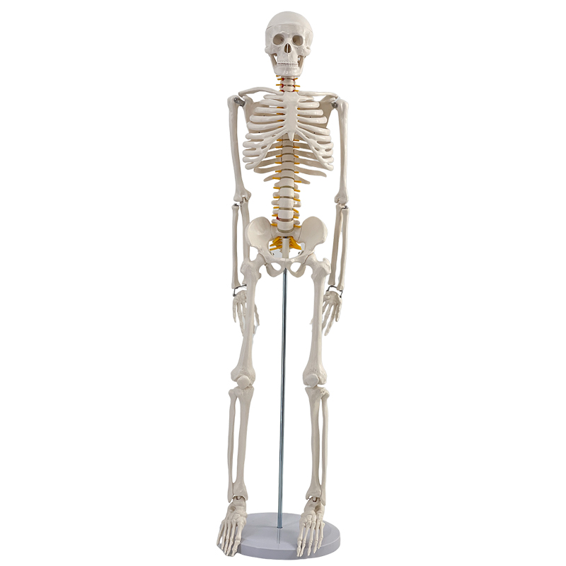 85cm vertical skeleton with nerve roots-1