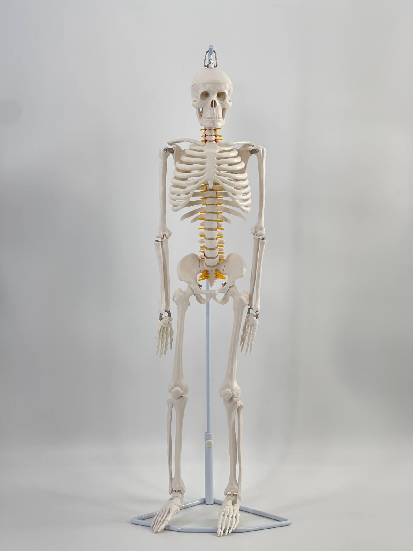 85cm hanging skeleton with nerve roots-1