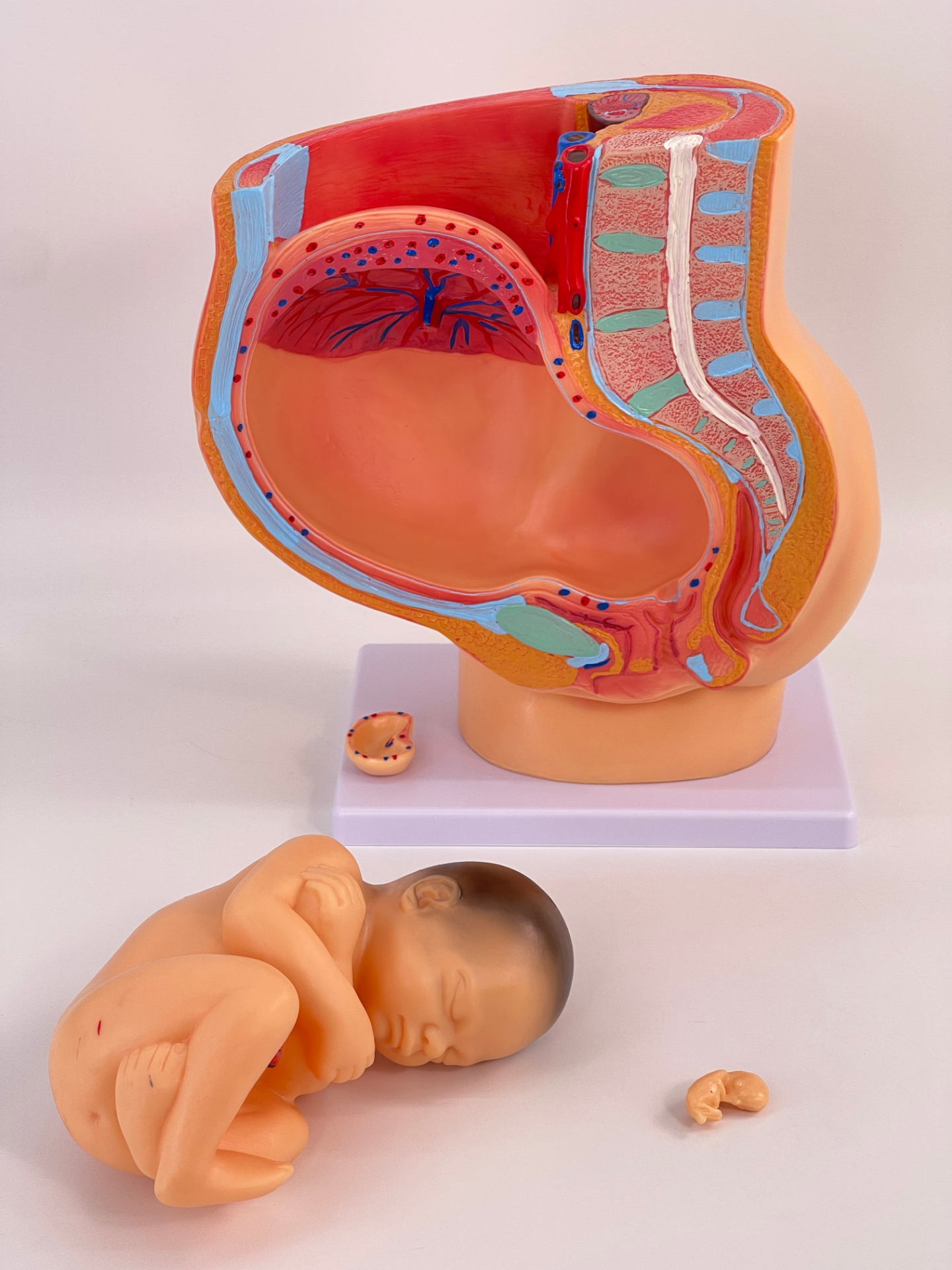 Natural full - term 9 - month pregnancy embryo model-0