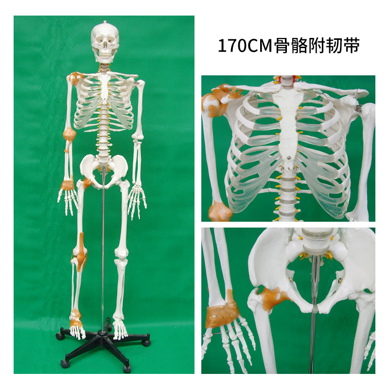 170CM skeleton with half of the ligaments-0