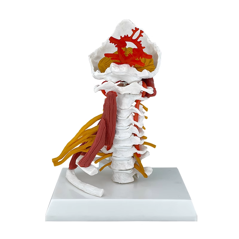 Cervical vertebral artery with nerve and muscle model (advanced version)-0