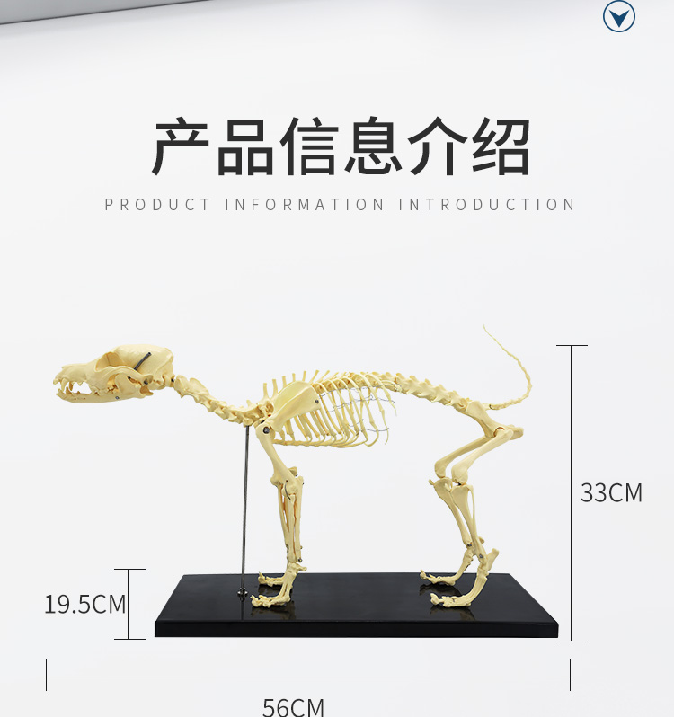 Small dog skeleton-0