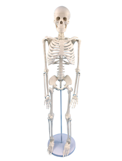 85cm vertical skeleton (without nerves)-1