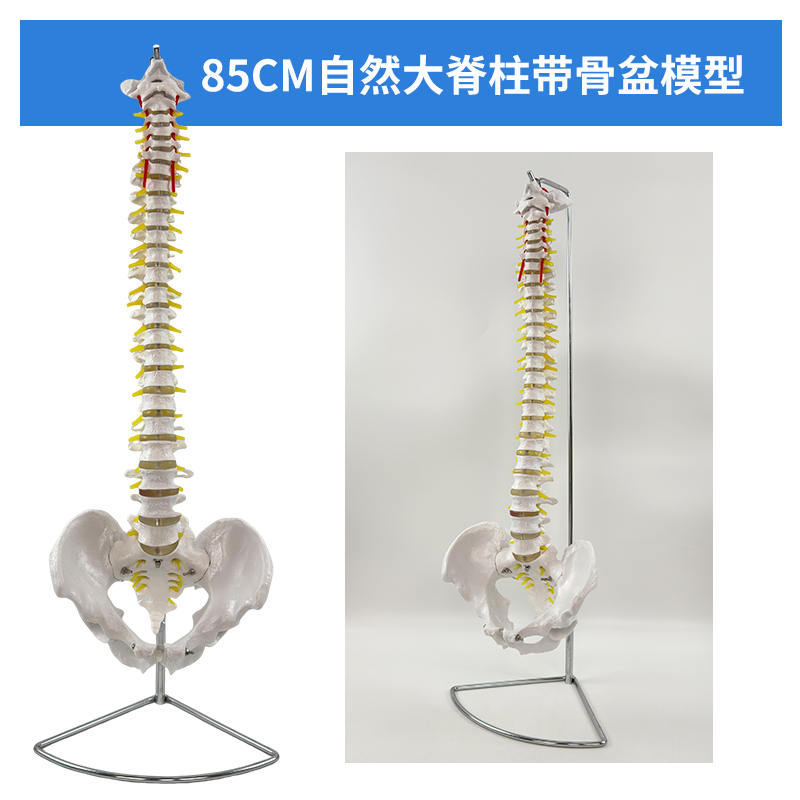 85cm spinal column with pelvis-0