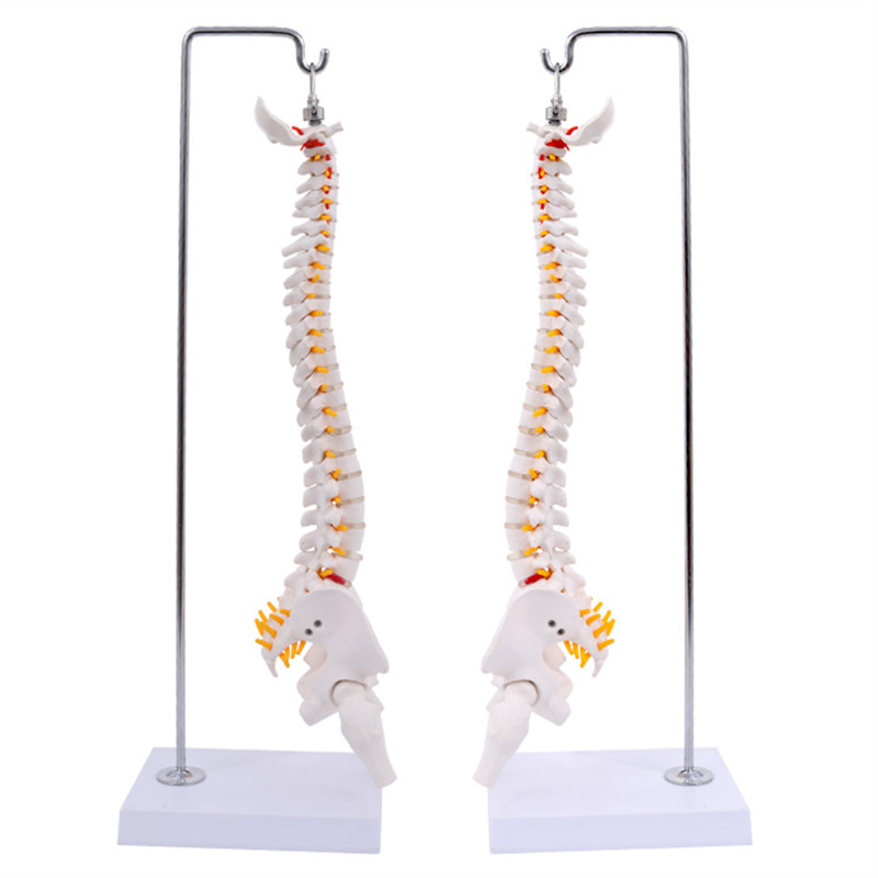 45cm hanging spinal column-1