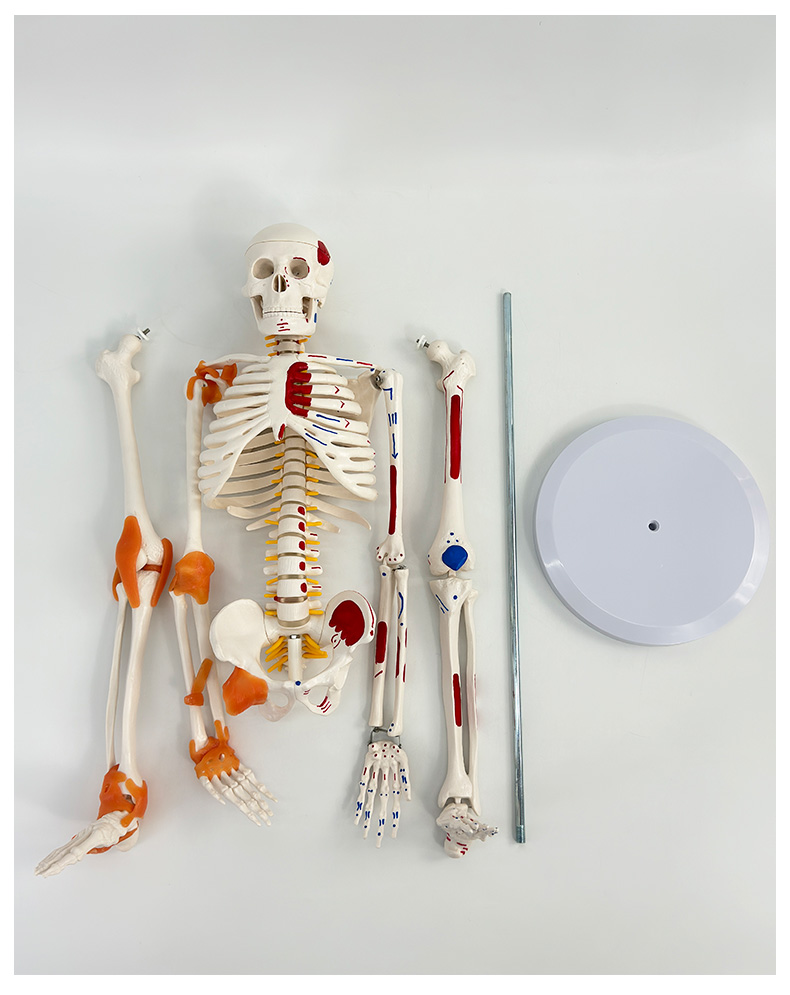 85cm vertical skeleton with ligaments and muscles colored-1