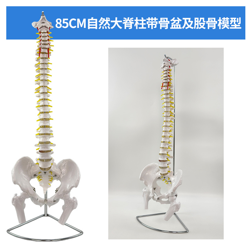 85cm spinal column with pelvis and femur-0