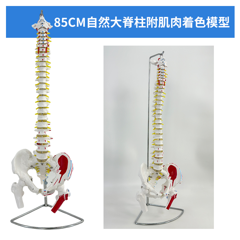 85cm muscle - colored spine with pelvis and femur-0
