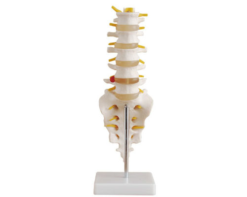 Natural large lumbar spine model with coccyx-1