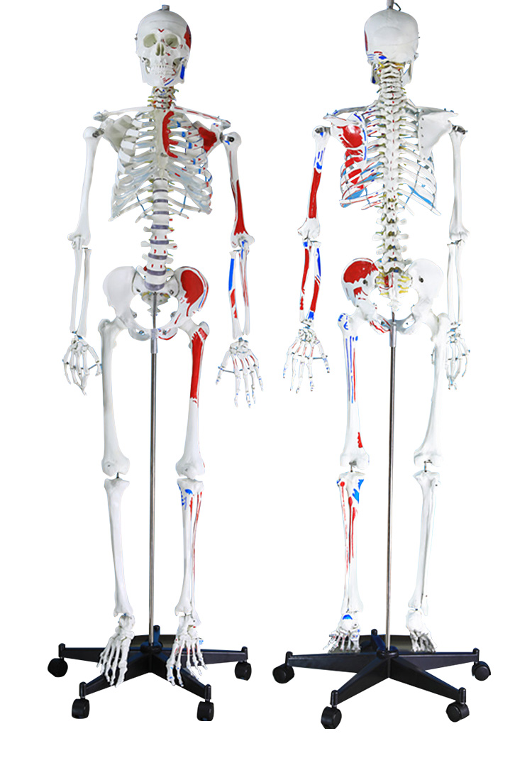 170CM skeleton with muscle coloring-1