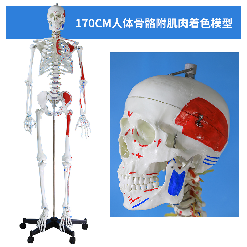 170CM skeleton with muscle coloring-0