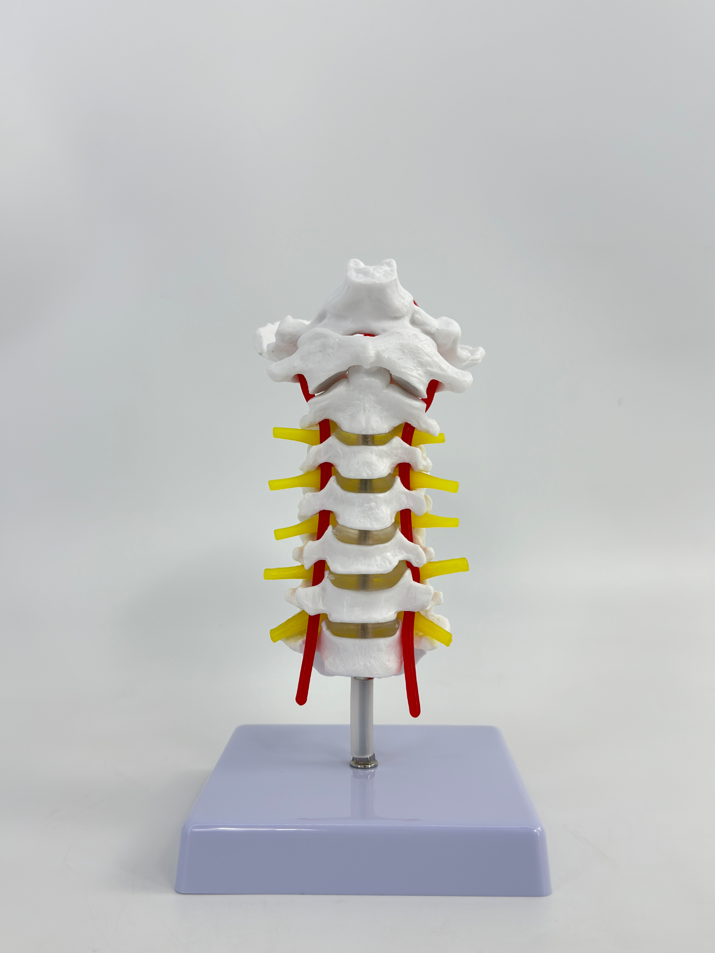 Cervical vertebral artery-0