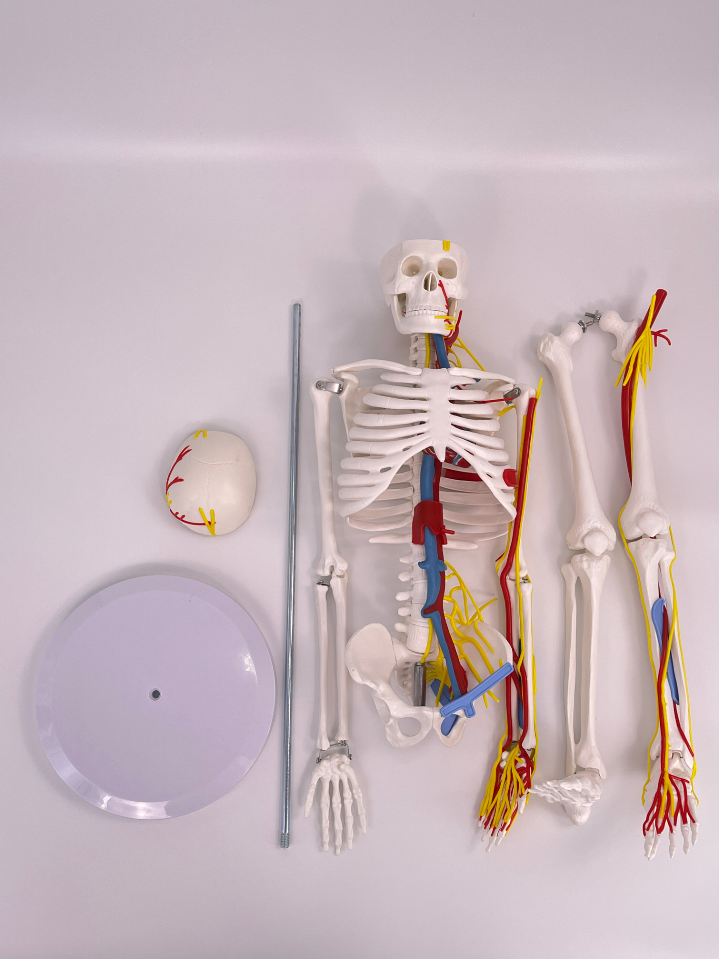 85cm human body skeletal model with heart and blood vessels-1