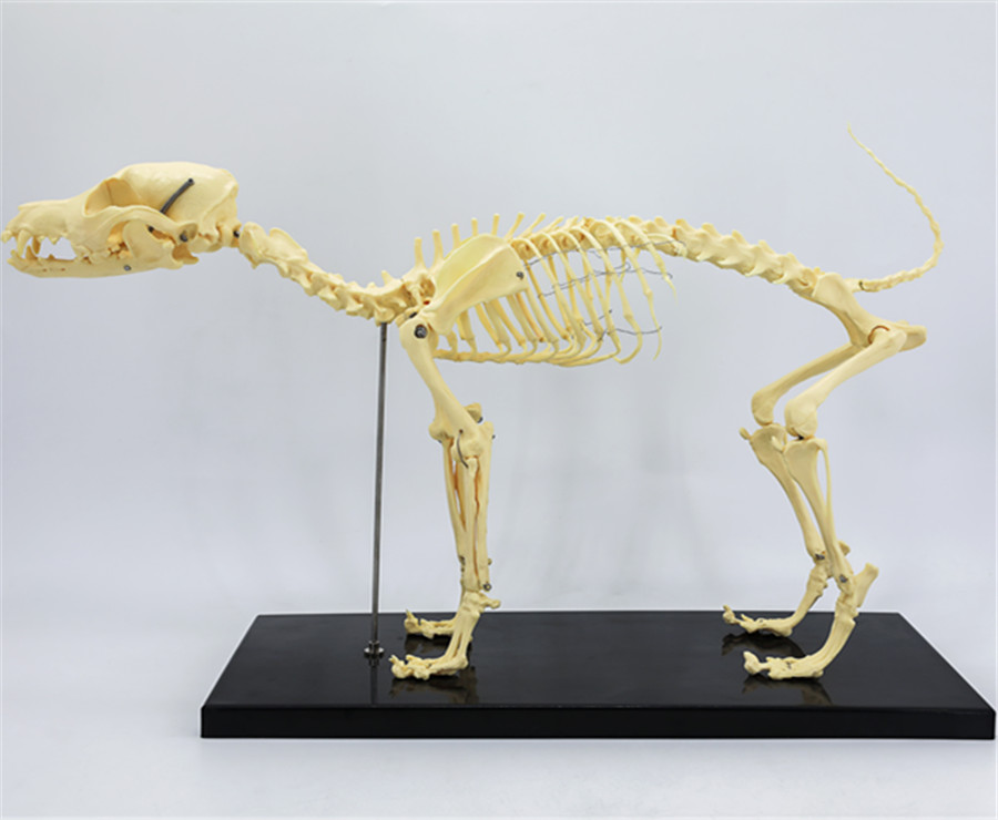 Small dog skeleton-1