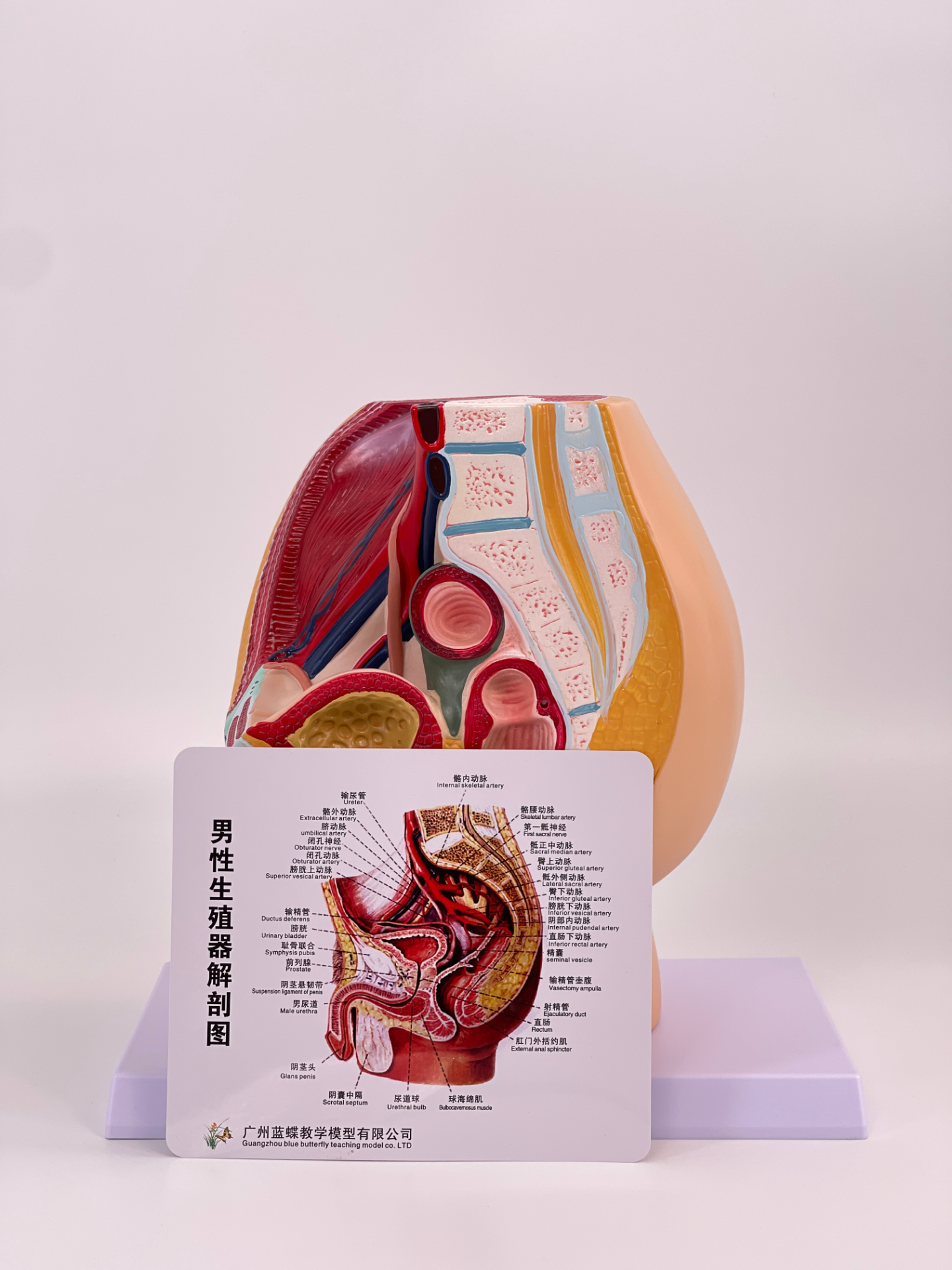A part of the male pelvis-1