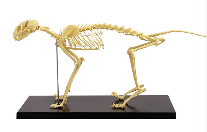 Small cat skeleton-1