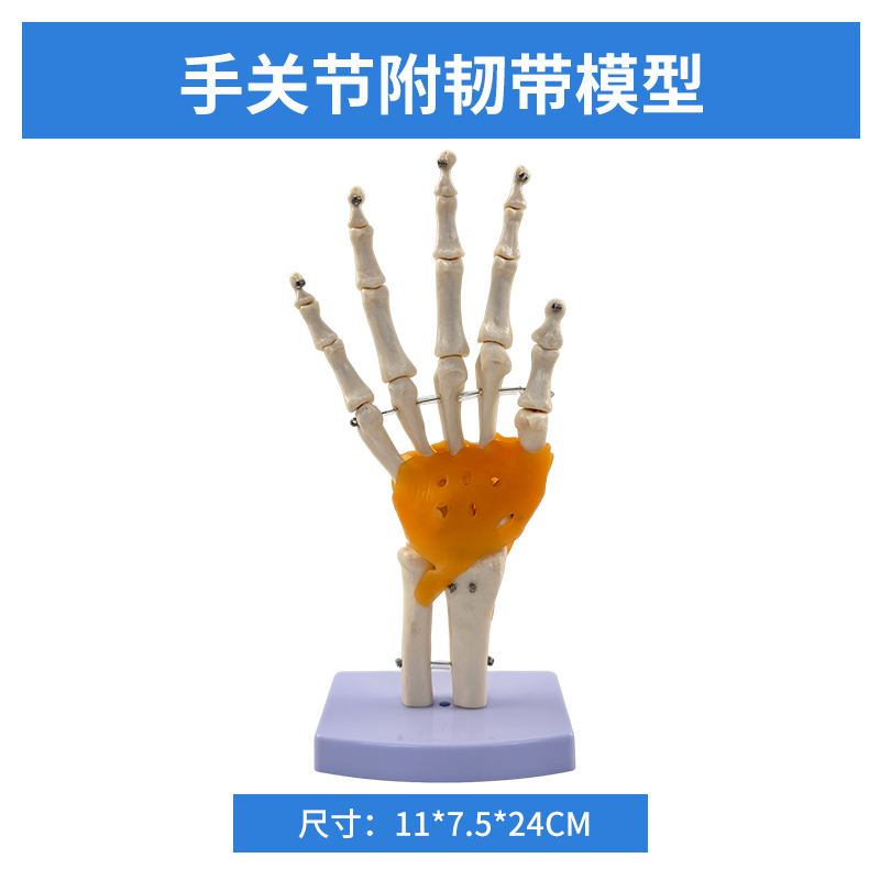 Hand joints with ligaments-0