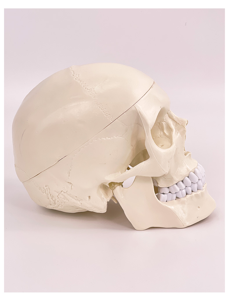 Completely white skull (without numerical identification)-1