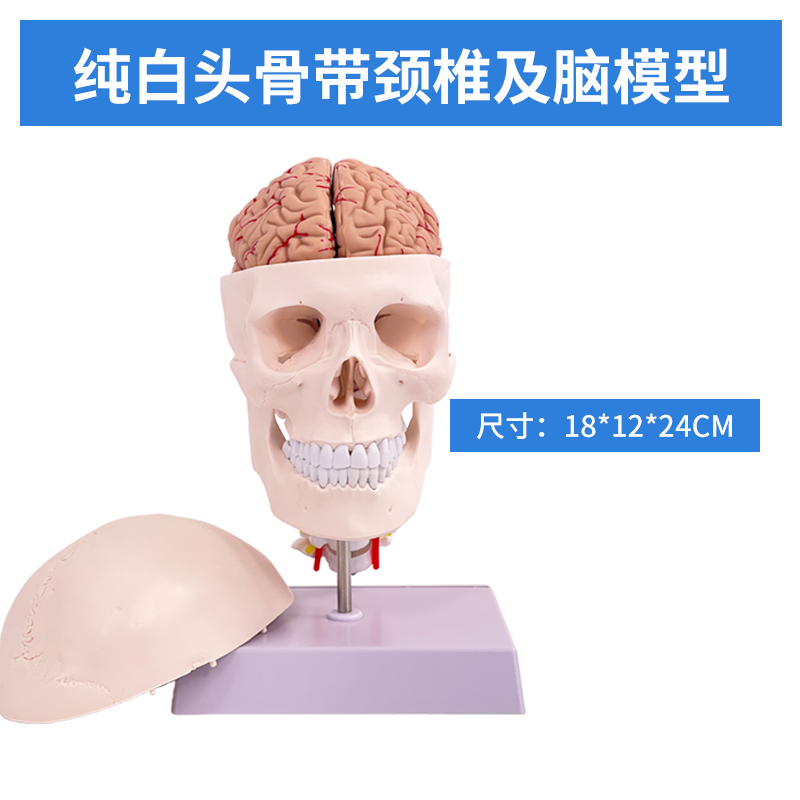 Completely white skull with cervical vertebrae and brain-0