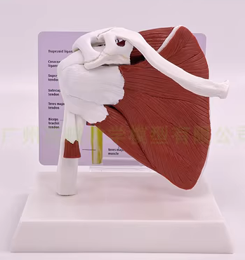 Muscles attached to the shoulder joint-1