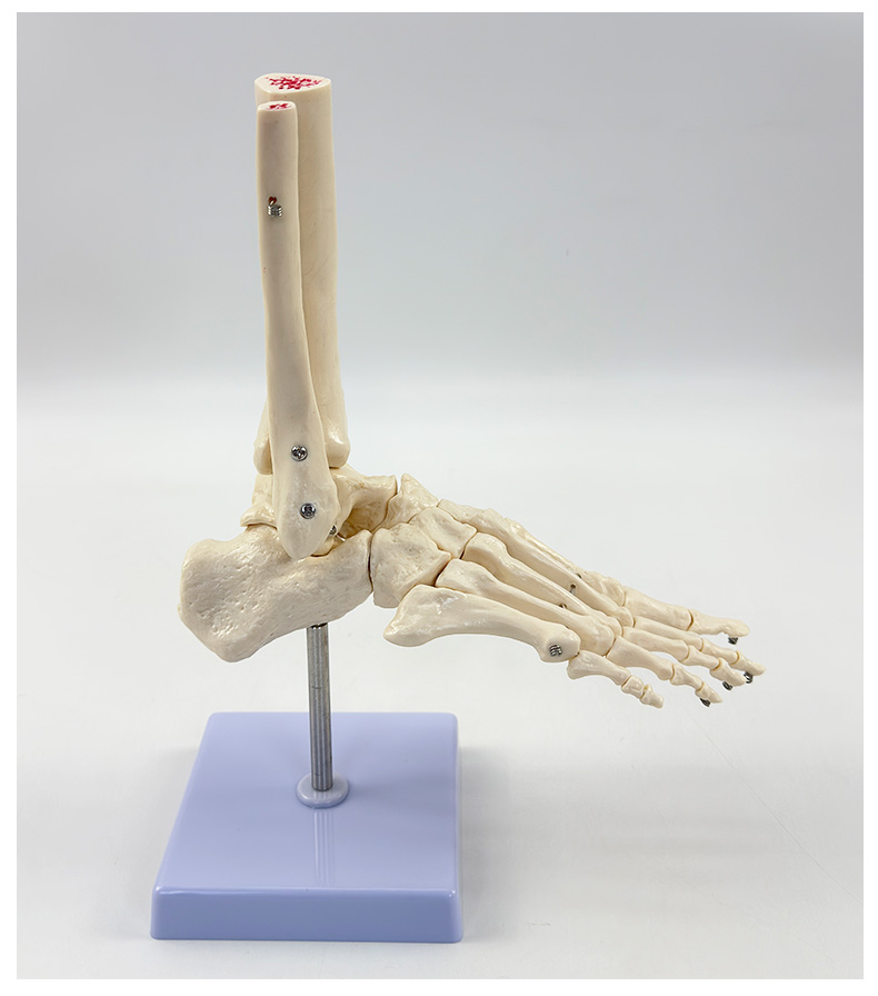 Foot joint (without ligaments)-1