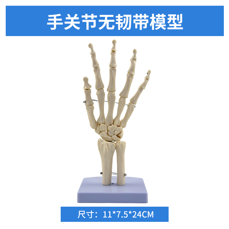 Hand joints (without ligaments)-0