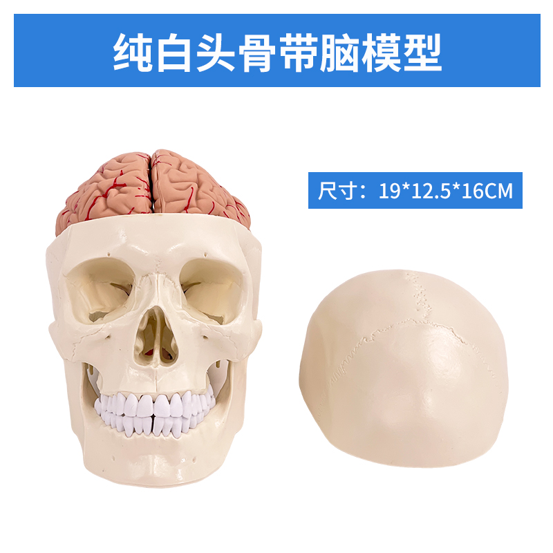 Completely white skull with brain-0