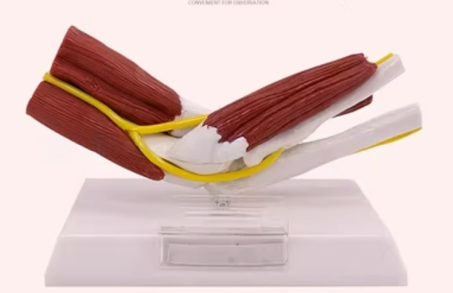 Muscles attached to the elbow joint-1