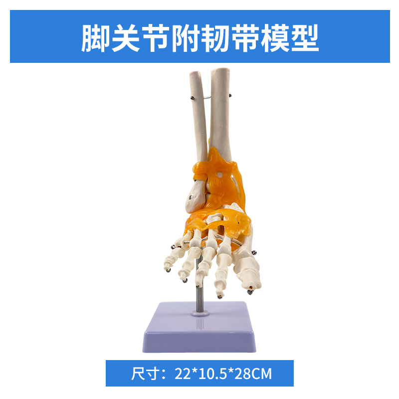 Natural big toe joint model with ligaments-0