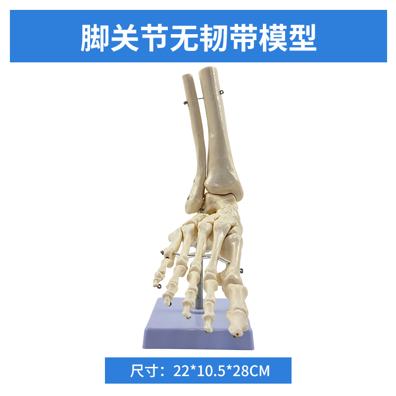 Foot joint (without ligaments)-0