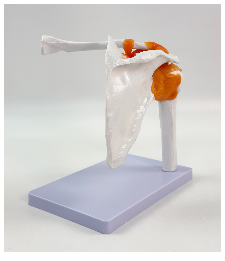 Shoulder joint model (life-size)-1