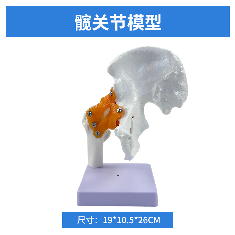 Hip joint model (life-size)-0