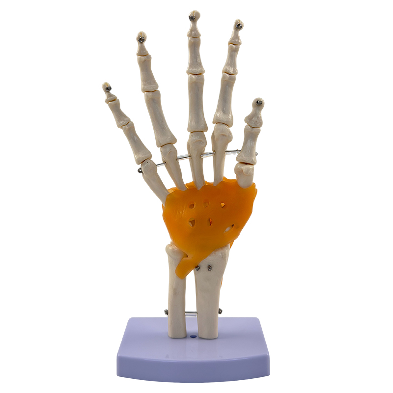 Hand joints with ligaments-1