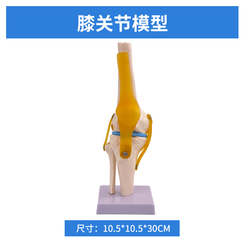 Knee joint model (life-size)-0
