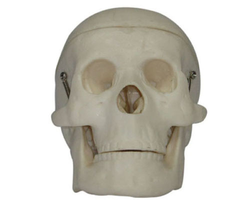 Small skull model (on the No. 85 skeleton)-1