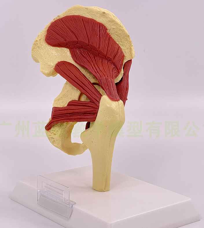Muscles attached to the hip joint-1