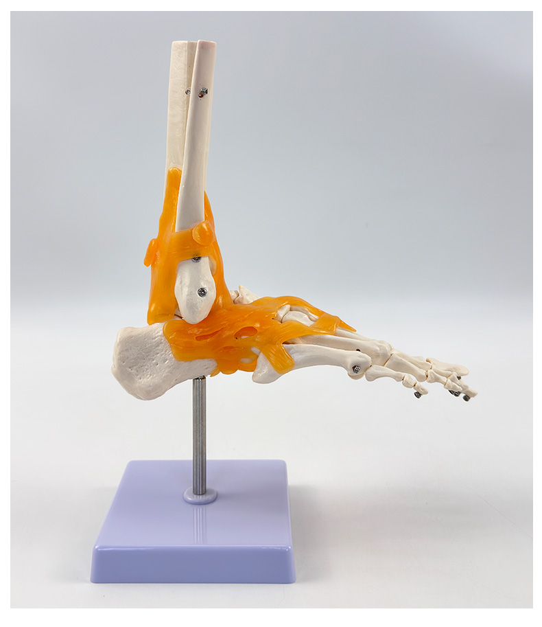 Natural big toe joint model with ligaments-1