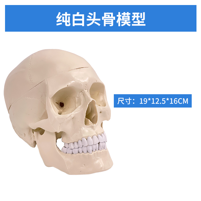 Completely white skull (without numerical identification)-0