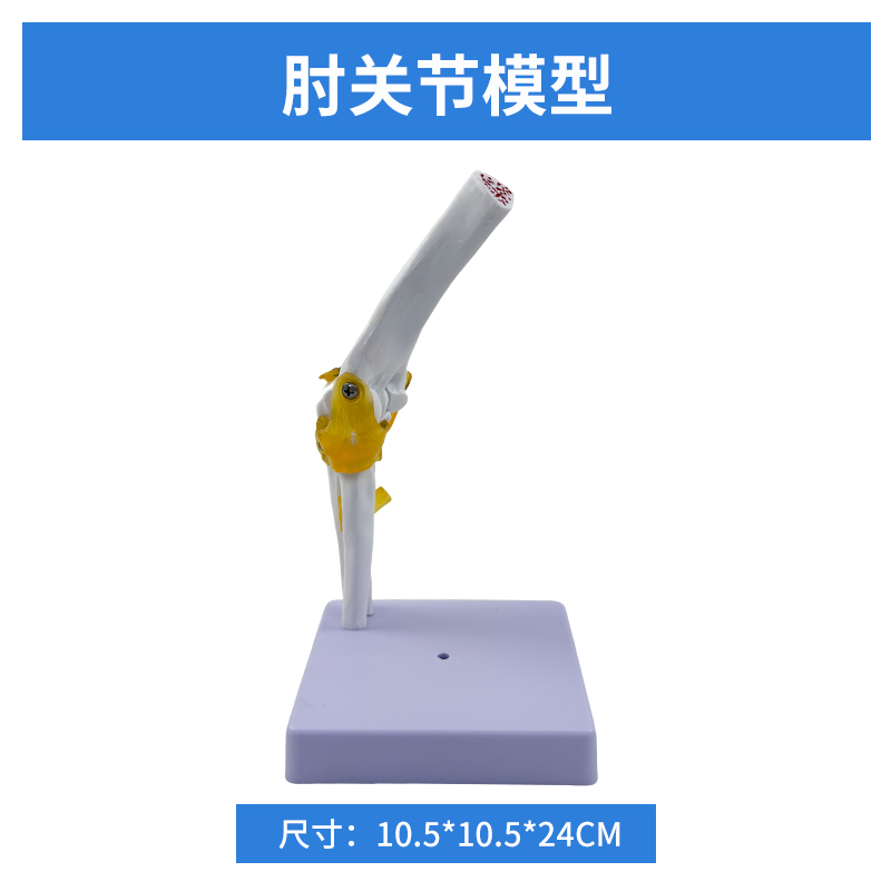 Elbow joint model (life-size)-0