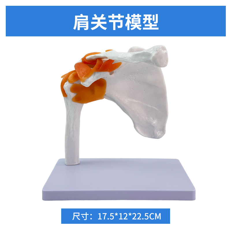 Shoulder joint model (life-size)-0