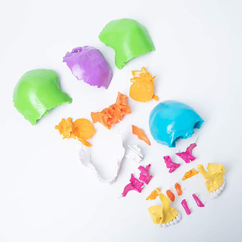 The 22-part skull can be disassembled.-1