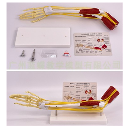 Hand joints with muscles-1