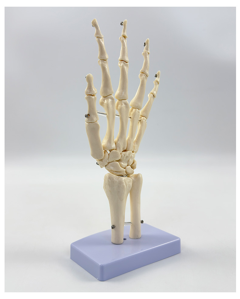 Hand joints (without ligaments)-1