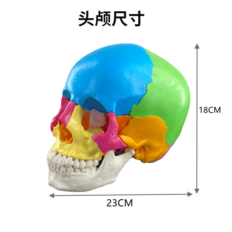 The 22-part skull can be disassembled.-0
