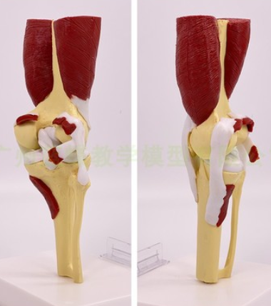 Knee joint with muscles-1