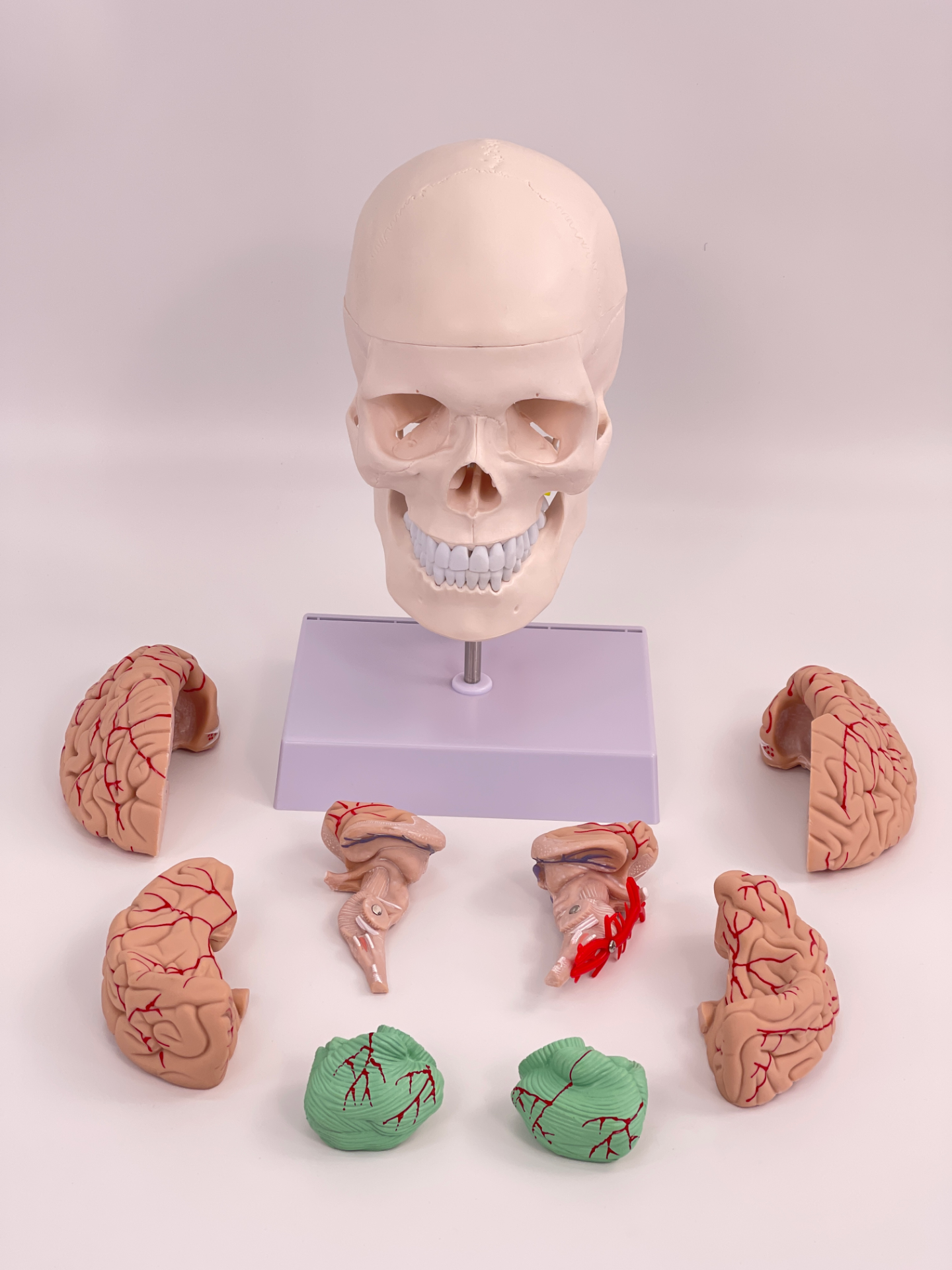 Completely white skull with cervical vertebrae and brain-1