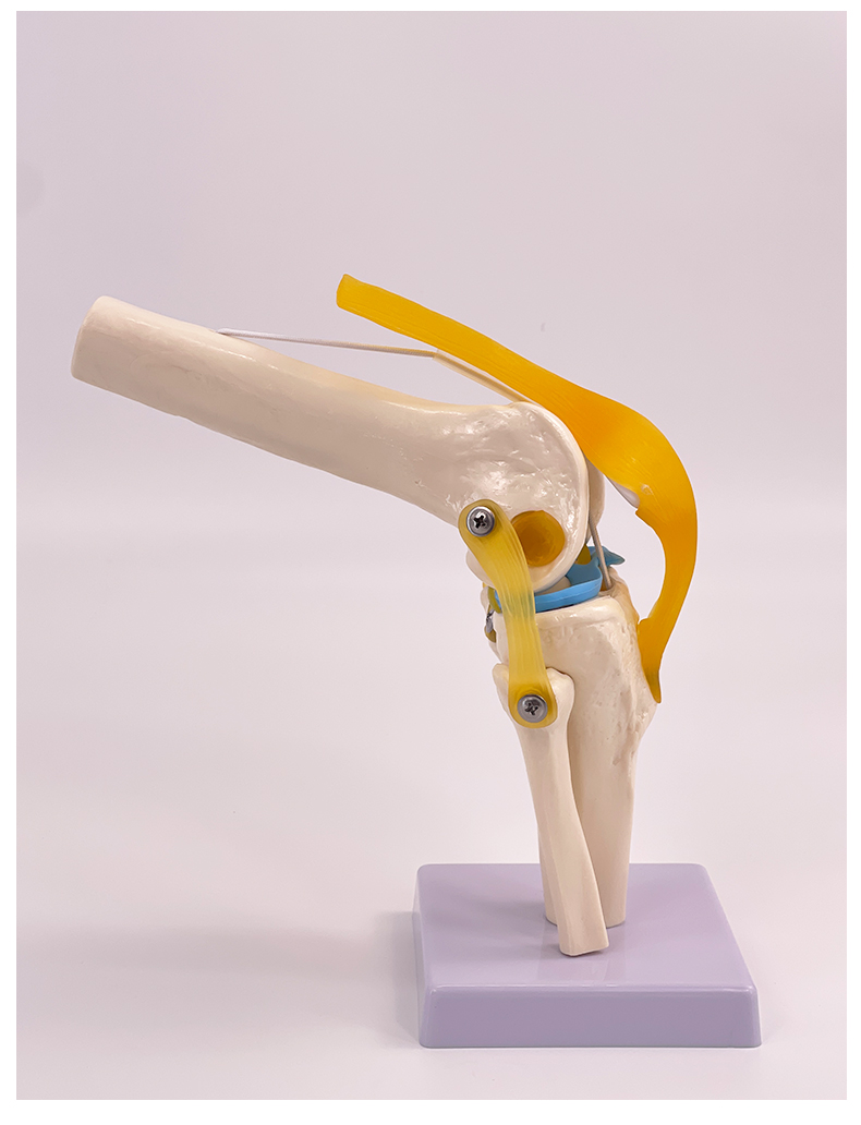 Knee joint model (life-size)-1
