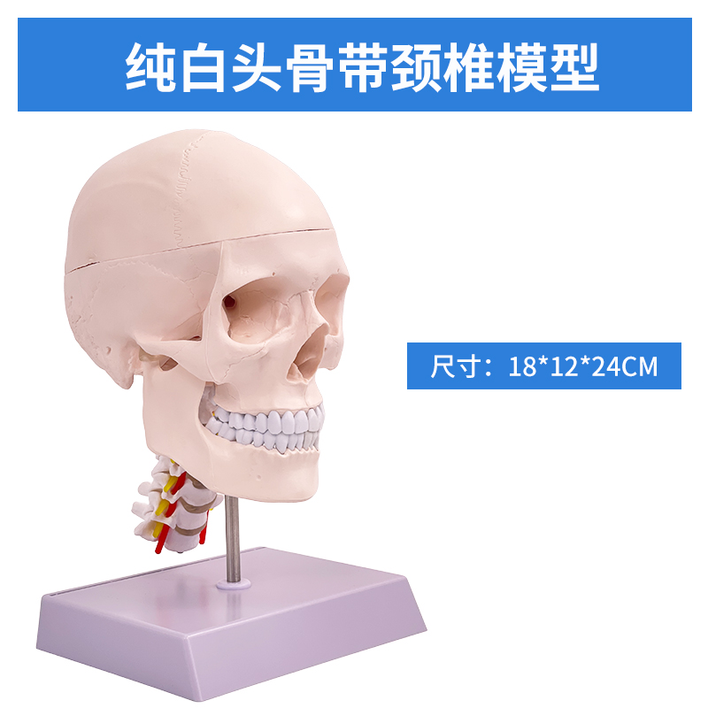 Completely white skull with cervical vertebrae-0